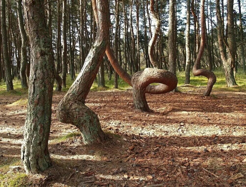 Лесное куршская коса фото Танцующий лес. Загадочное место в Калининградской области, которое закрыли от ту
