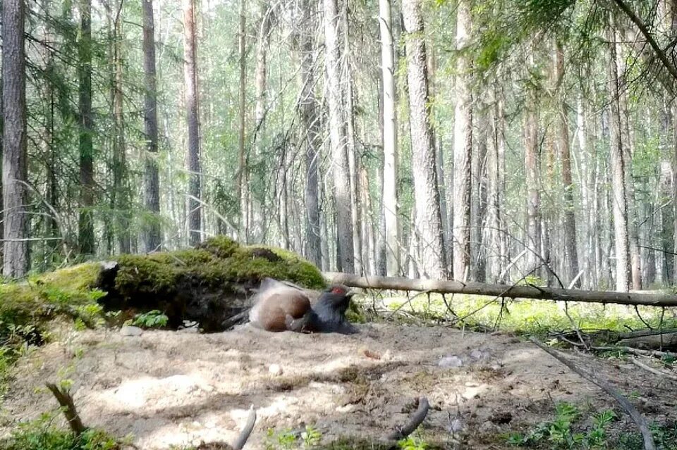 Лесное ленинградская область фото 33 тысячи глухарей насчитали в Ленобласти - KP.RU