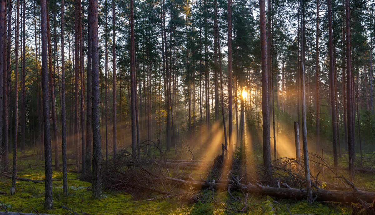 Лесное ленинградская область фото Шишкинский лес. Фотограф Арсений Кашкаров