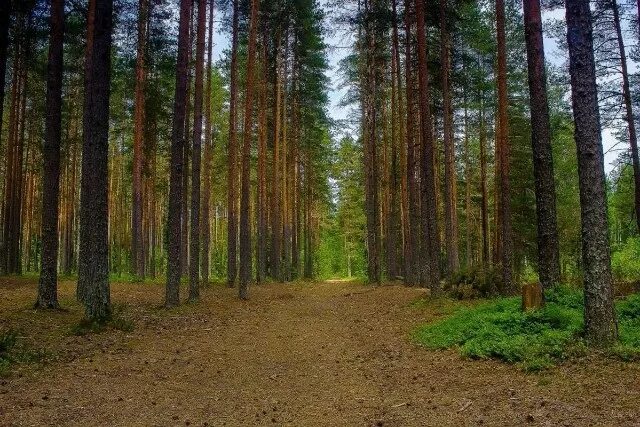 Лесное ленинградская область фото Центр Защиты Леса Ленинградской Области День работников леса!