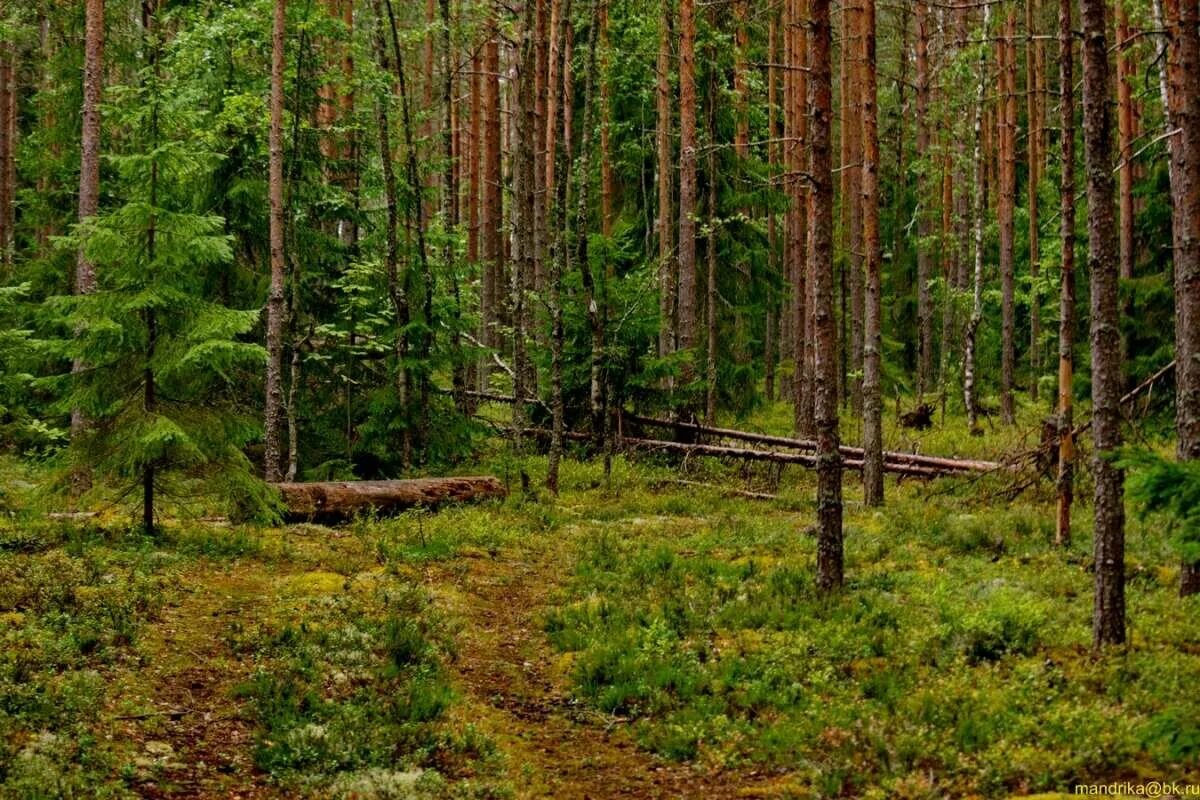 Лесное ленинградская область фото Слабоумие и отвага. Снова пролетая над гнездом... Дзен