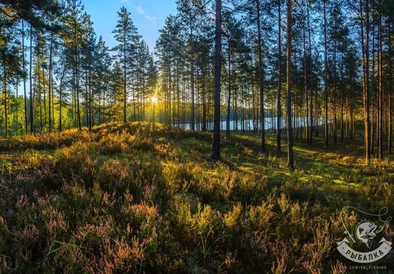 Лесное ленинградская область фото Хвойный ленобласть
