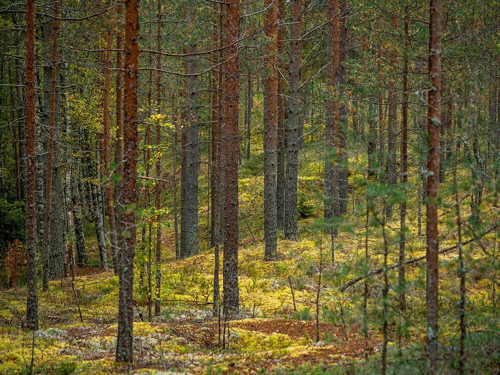Лесное ленинградская область фото Какие страшные находки скрывают в себе тихие леса Ленинградской области? По Росс