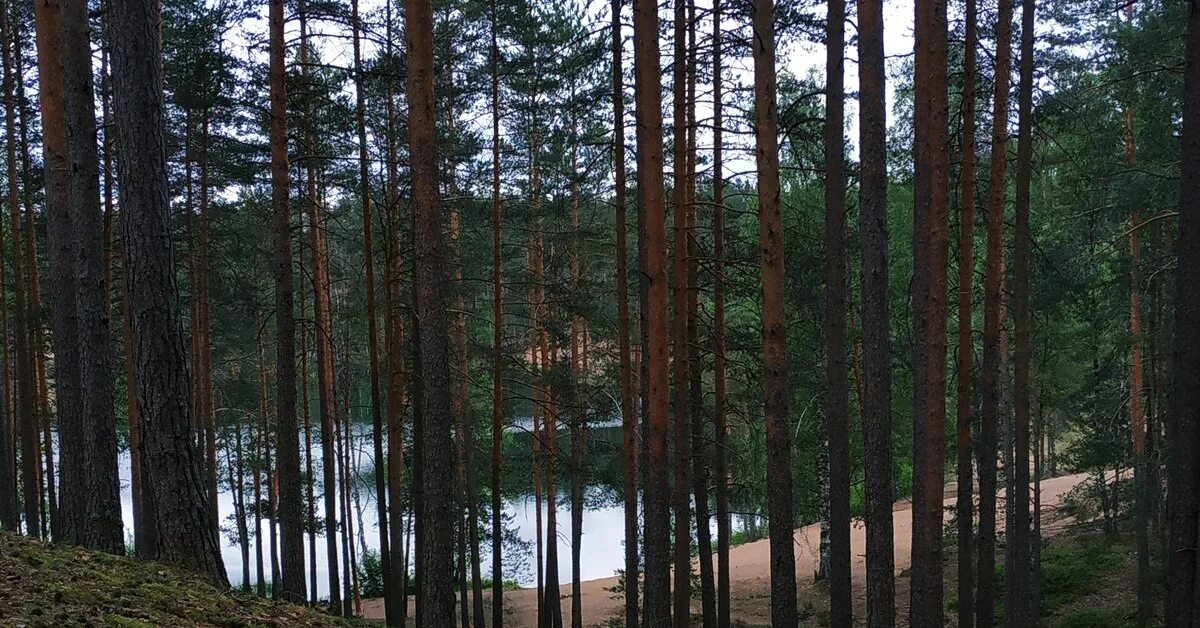 Лесное ленинградская область фото Лесное озеро Пикабу