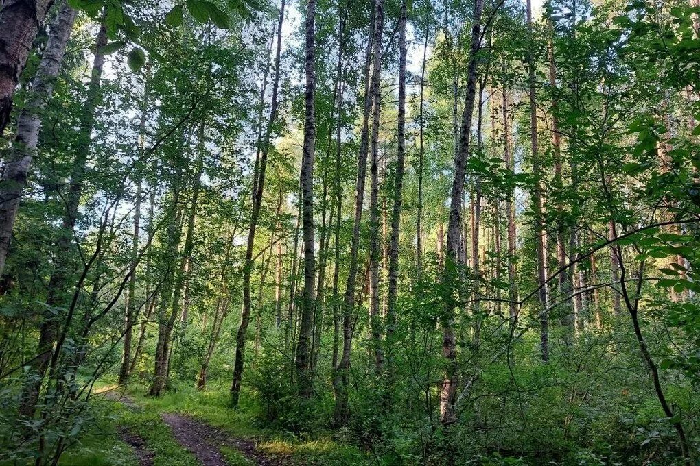 Лесное ленинградская область фото Петербуржцам назвали самые ягодные места Ленобласти - МК Санкт-Петербург