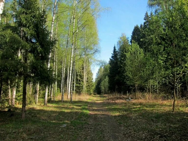 Лесное московская область фото Леса Подмосковья (Вадим Бакулин) / Стихи.ру