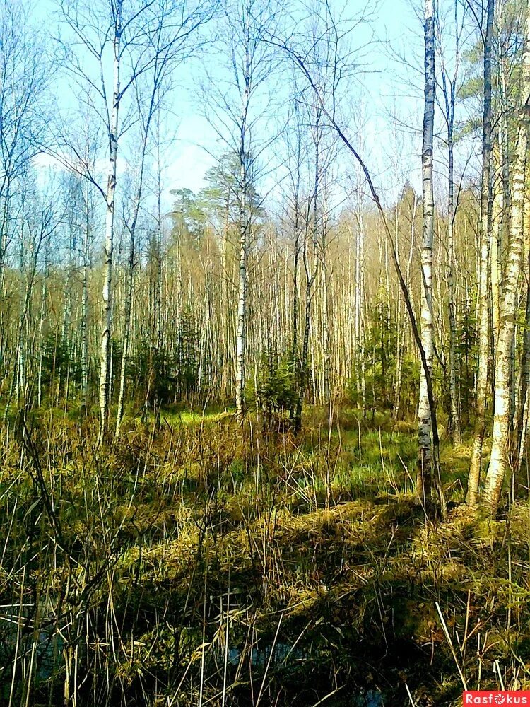 Лесное московская область фото ПОЛЯНА В АБРАМЦЕВСКОМ ЛЕСУ (ПОДМОСКОВЬЕ). Пейзажный фотограф Алексей БОРЫЧЕВ