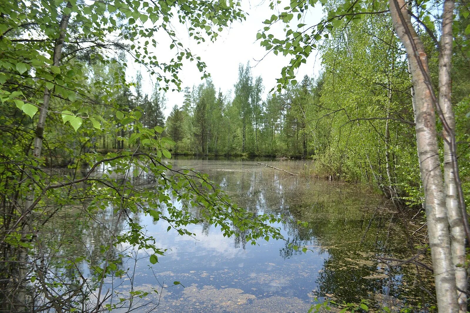 Лесное московская область фото File:2015 12 Заказник Черустинский лес.jpg - Wikimedia Commons