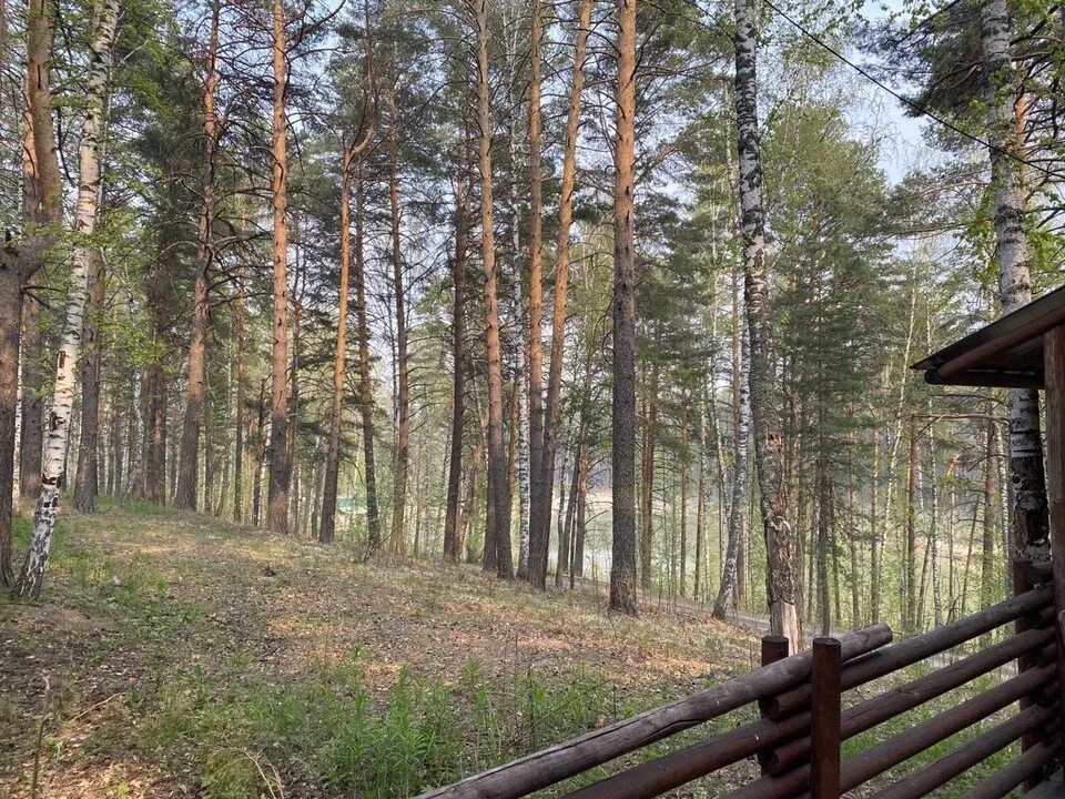 Лесное тюмень фото В тюменском лесу Нижнетавдинского района завершились поиски двух грибников - KP.
