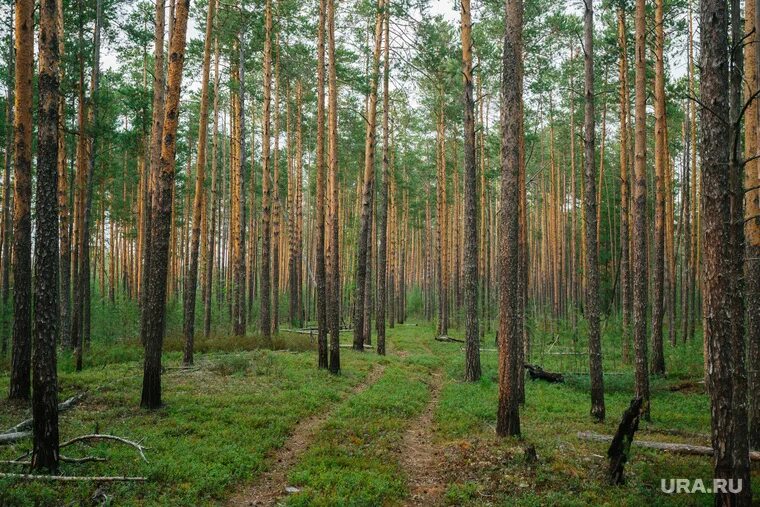 Лесное тюмень фото В тюменском лесу найдены человеческие останки