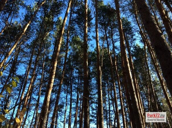 Лесное тюмень фото Пожароопасный сезон в лесах Тюменской области отменён В связи с отсутствием пожа