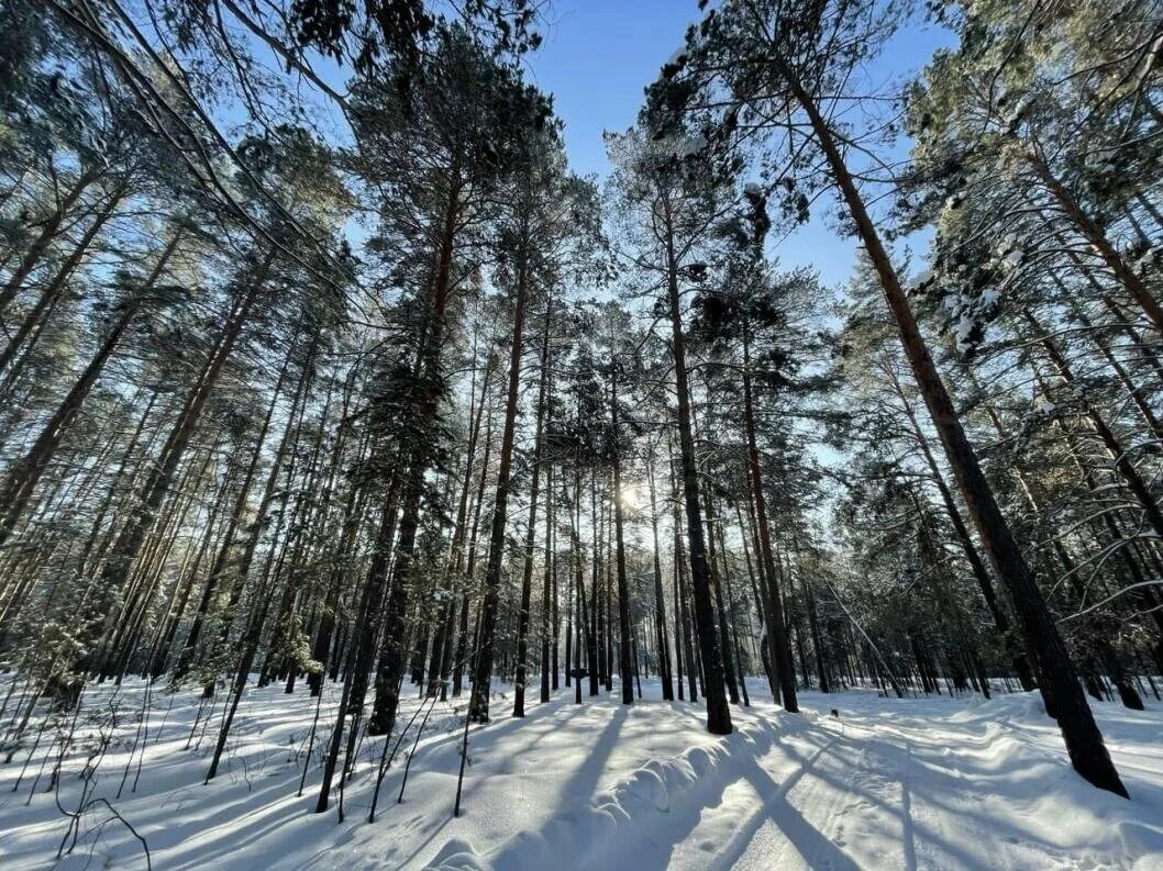 Лесное тюмень фото В лесах Тюменской области стало больше глухарей, тетеревов и зайцев Тюменская ли