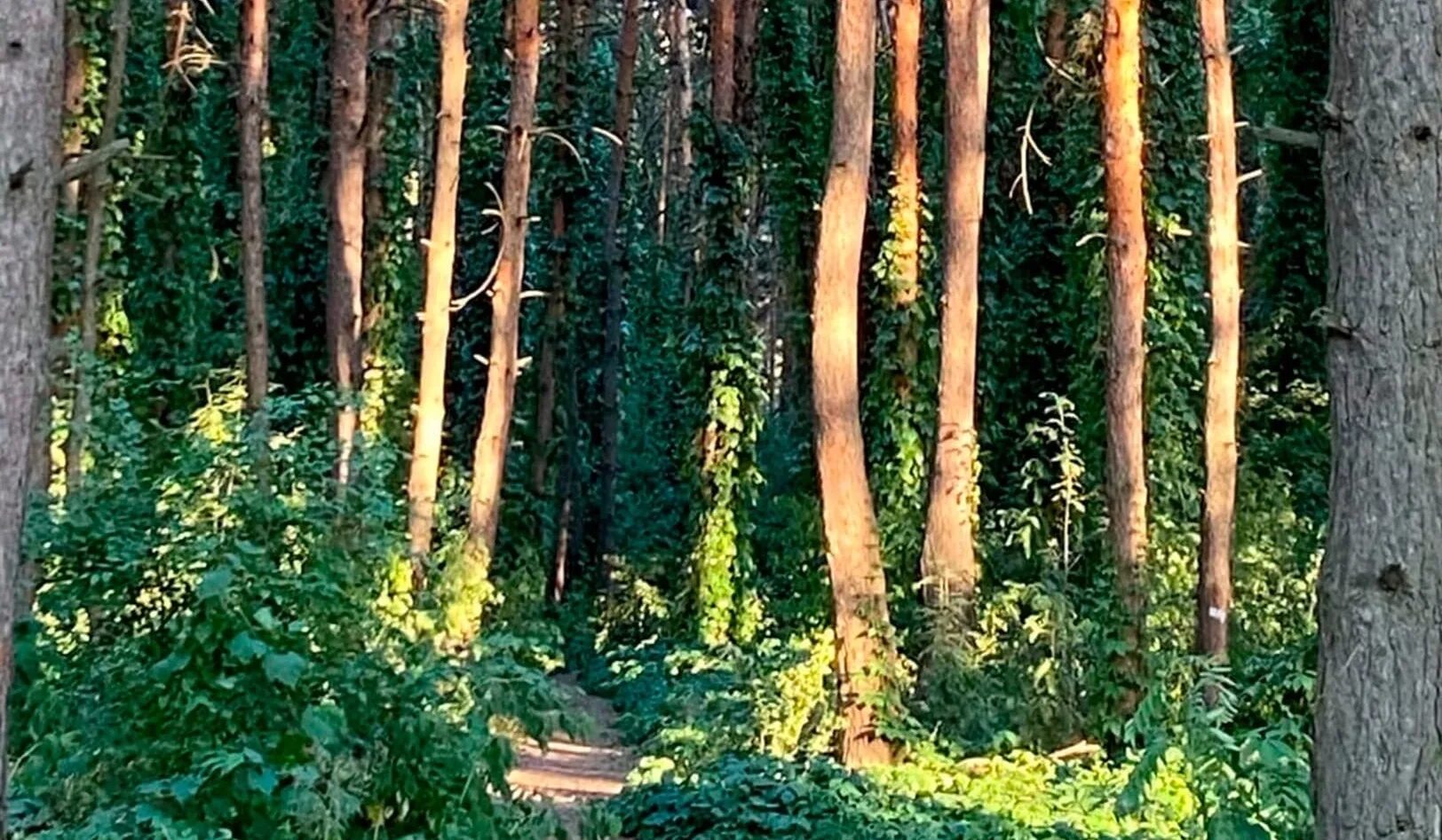 Лесное воронеж фото Инвентаризация показала, что в Северном лесу в Воронеже вырубили здоровые деревь