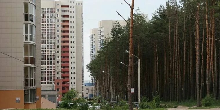 Лесное воронеж фото 4960 деревьев вырубят в Северном лесу в Воронеже: Яндекс.Новости