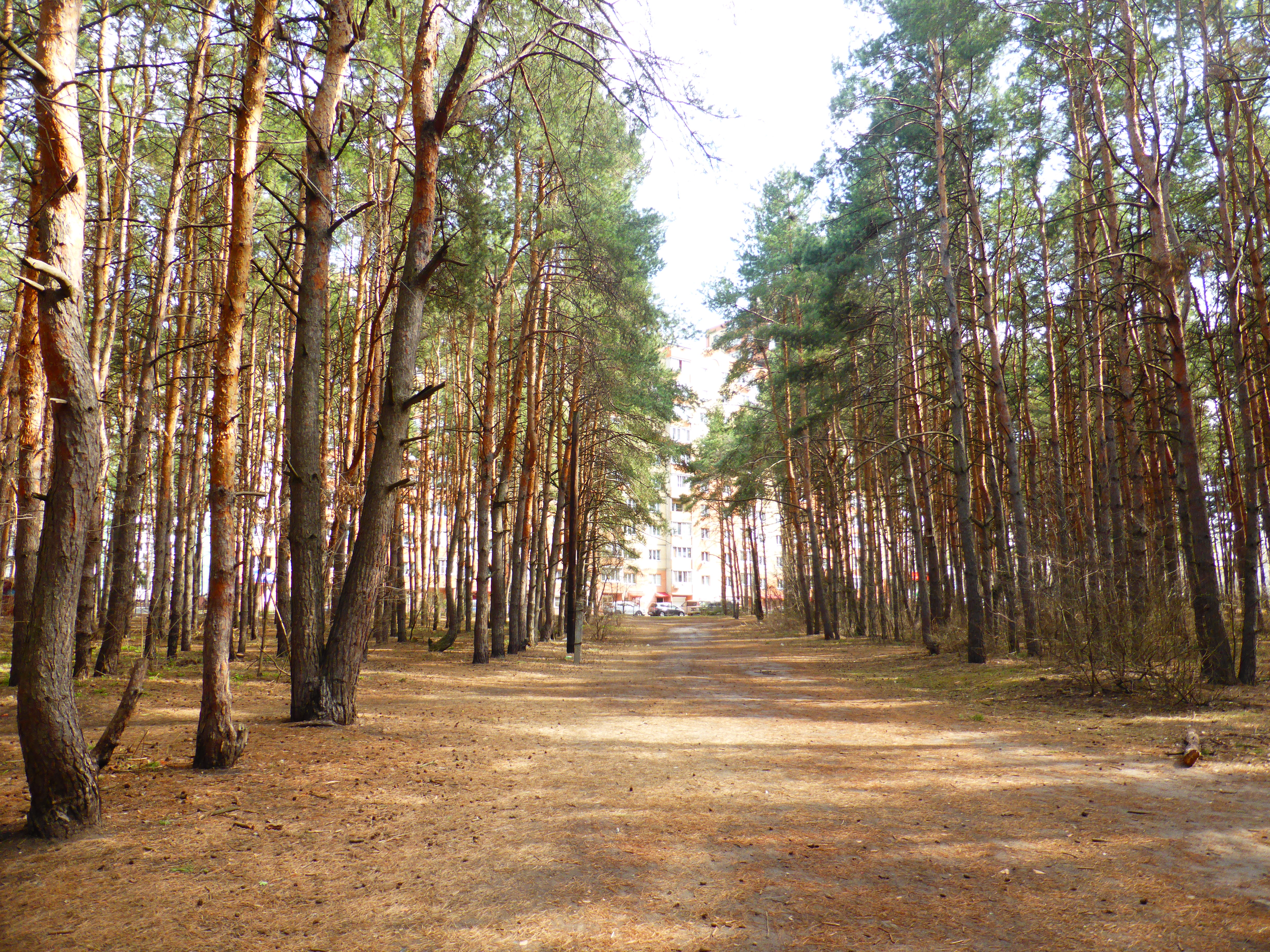 Лесное воронеж фото File:Лесопарк Северный, Воронеж.jpg - Wikimedia Commons