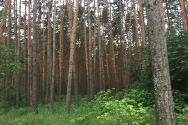 Лесное воронеж фото В Северном лесу в Воронеже срубили здоровые деревья: Яндекс.Новости