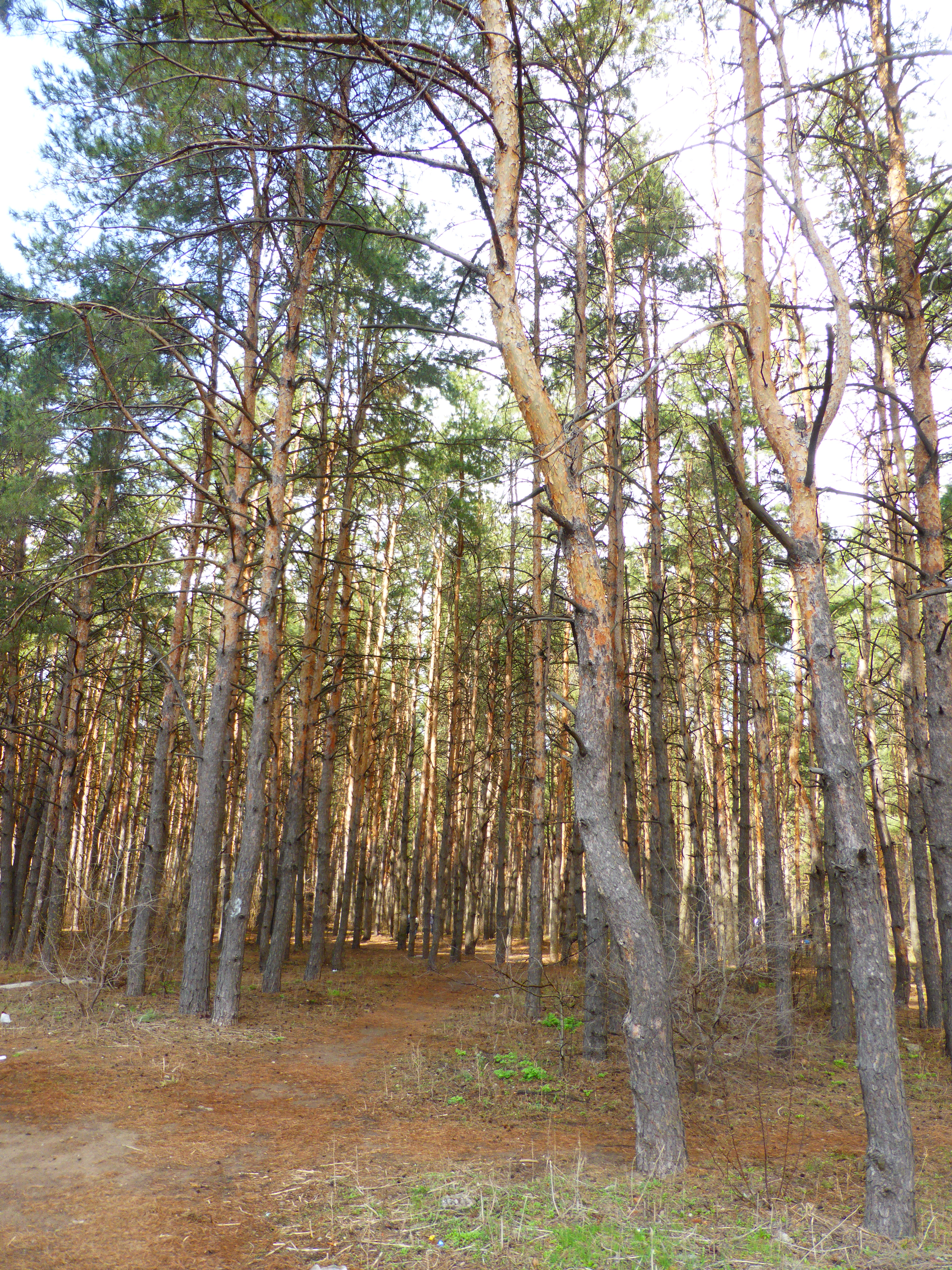 Лесное воронеж фото File:Парк "Северный лес", Воронеж.jpg - Wikimedia Commons