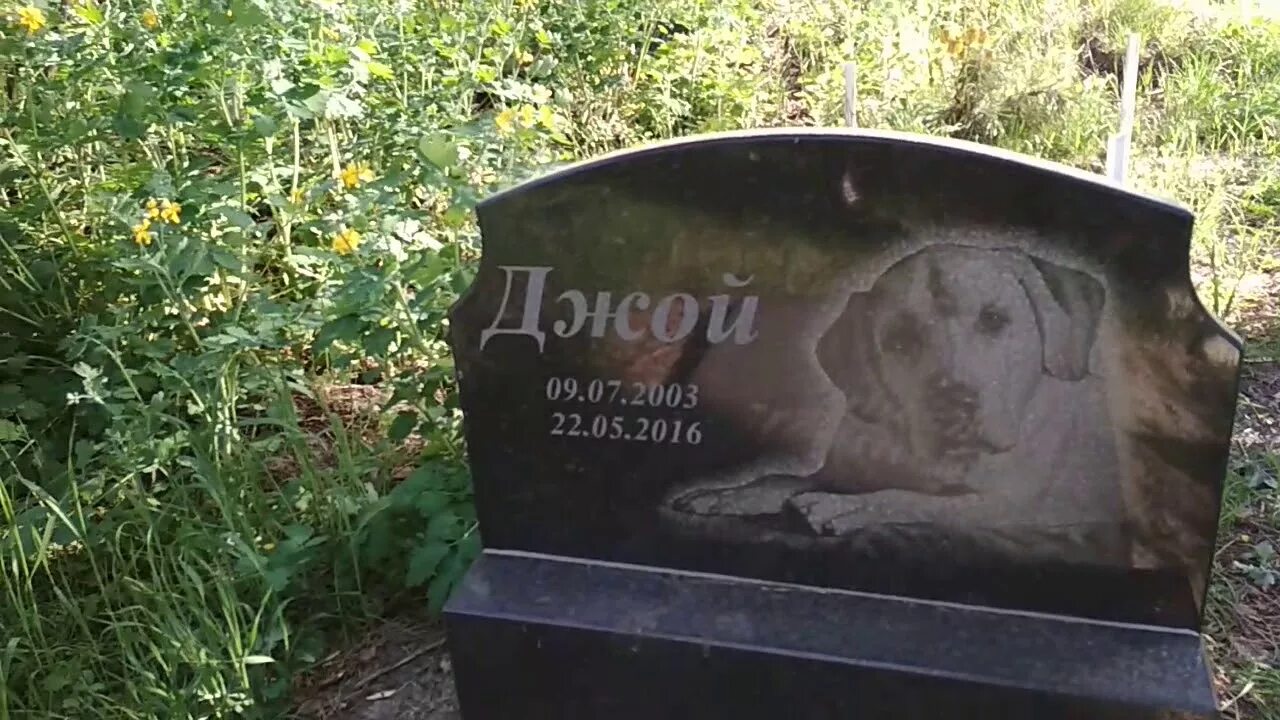 Лесное воронеж лесное кладбище фото Лесное кладбище животных - YouTube