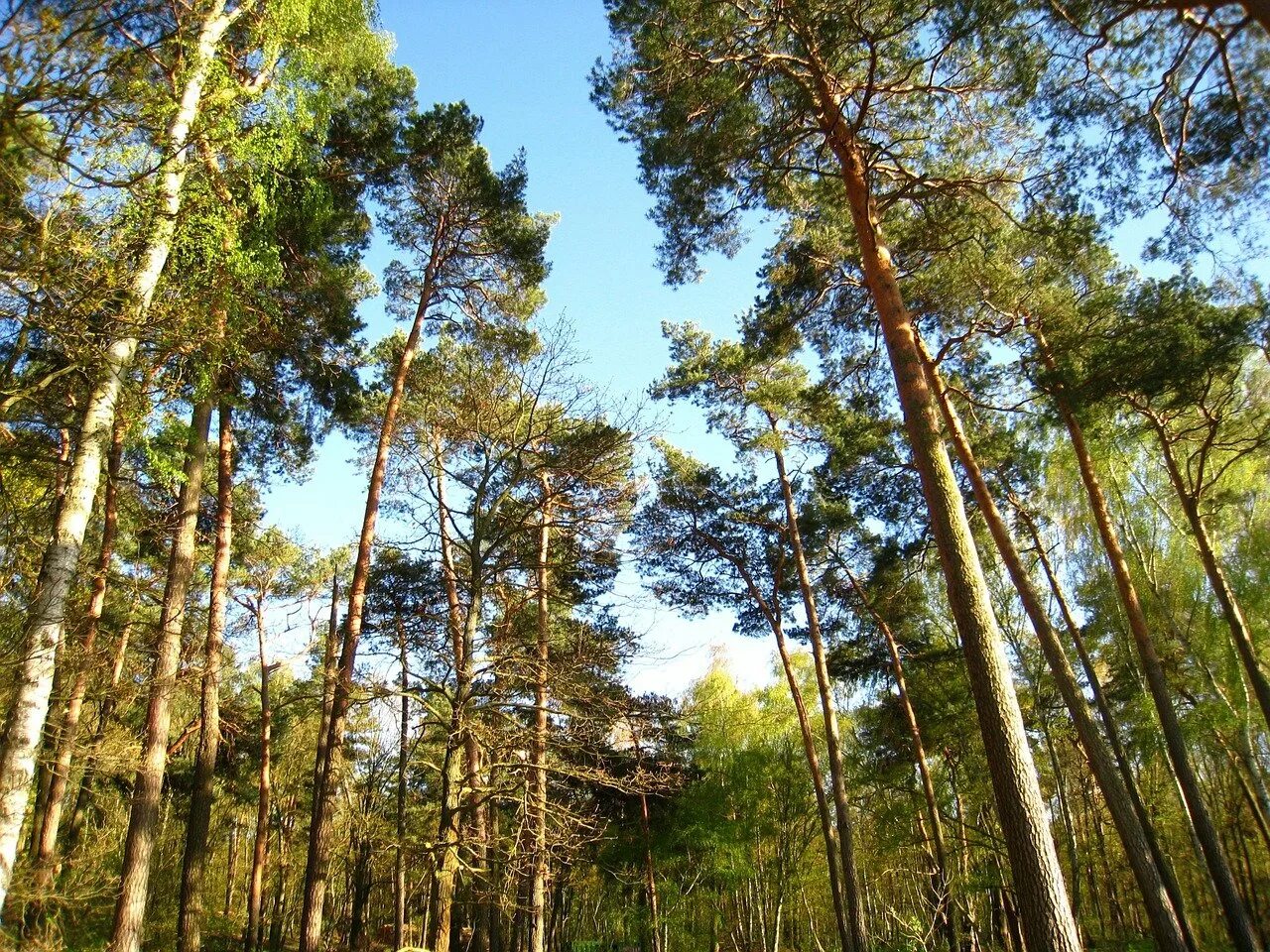Лесной бор фото Площадь природного парка в Караканском бору составит 110 тыс. га - РБК