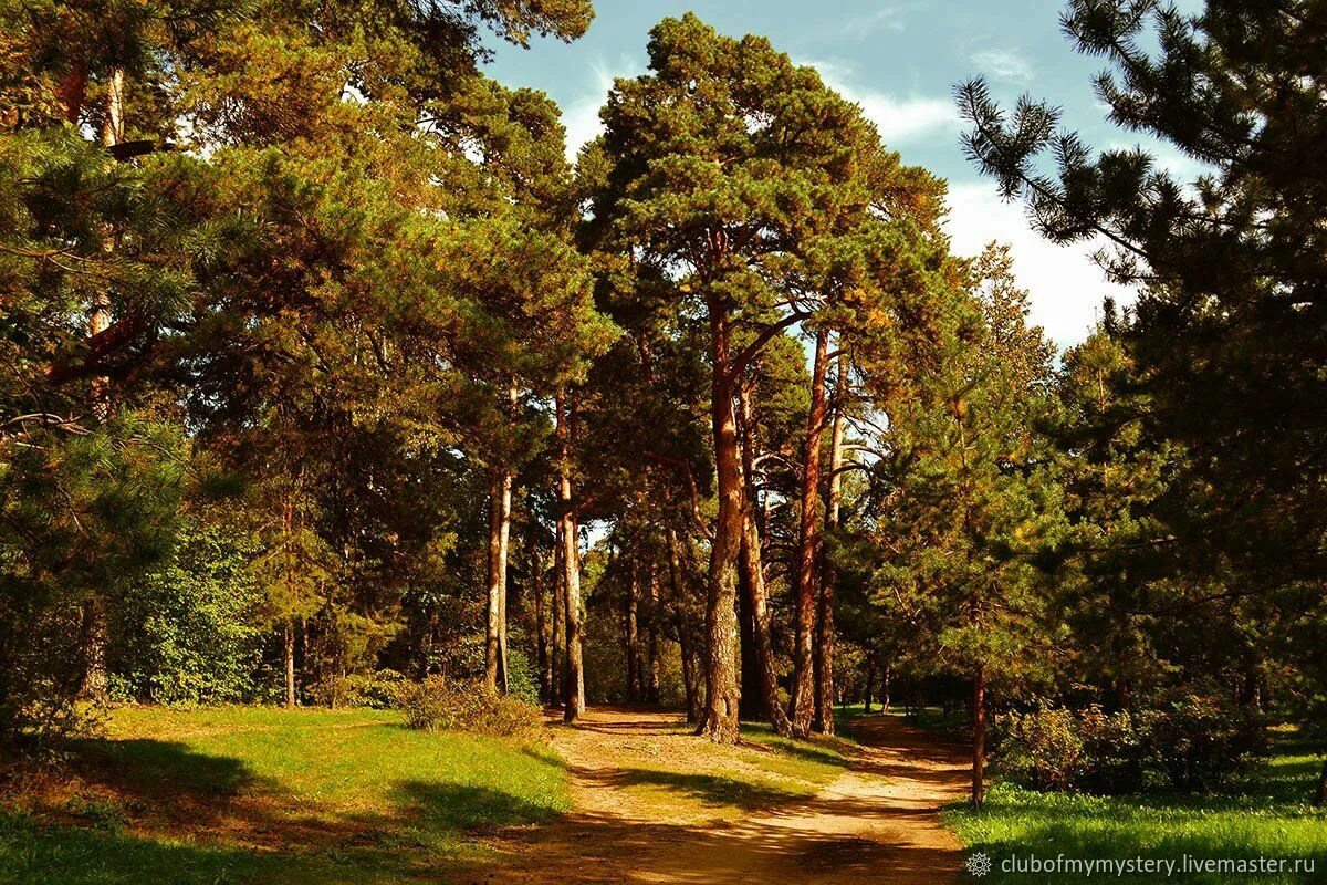 Лесной бор фото Perfume: Pine forest, ,10 ml - купить на Ярмарке Мастеров - SFNX8COM Perfume, Ir