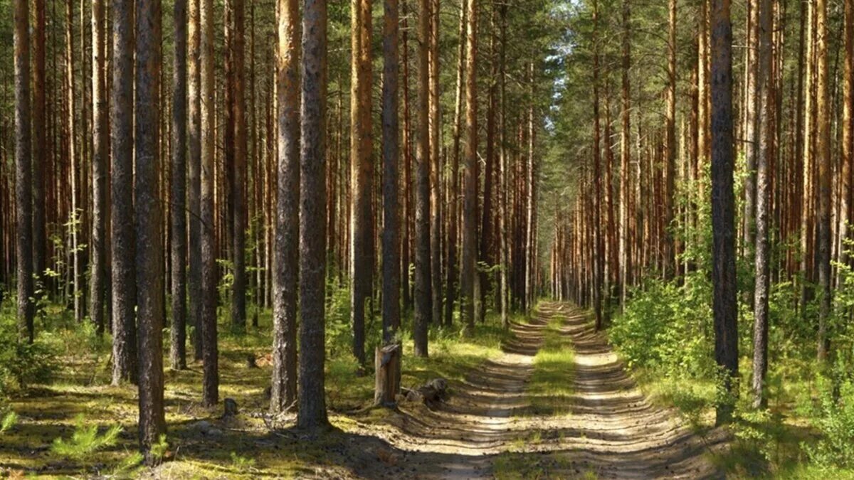Лесной бор фото Почему говорят сосновый бор, а не сосновый лес? Почемучкин Дзен