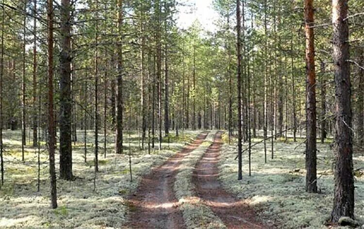Лесной бор фото Печоро-Илычский заповедник Двигай на природу Дзен