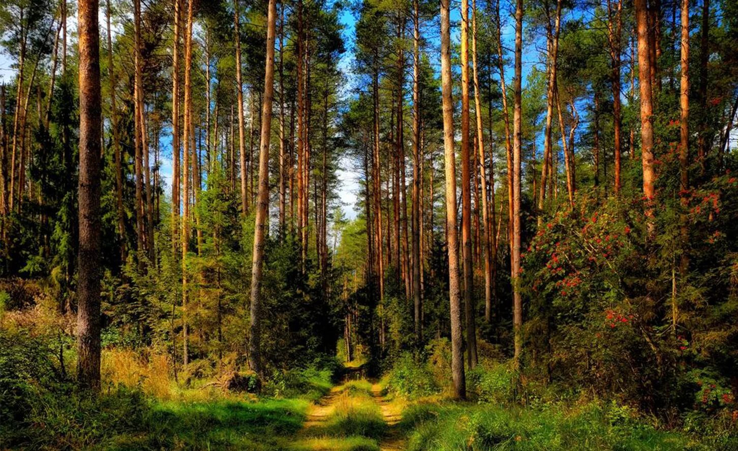 Лесной бор фото Новости и репортажи