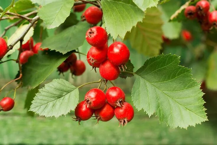 Лесной боярышник фото Боярышник обыкновенный (Crataegus laevigata) Растения, Композиции цветников, Вид