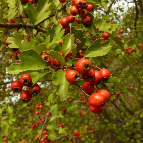 Лесной боярышник фото Купить Боярышник обыкновенный (Crataegus laevigata) от 699 руб. в интернет-магаз