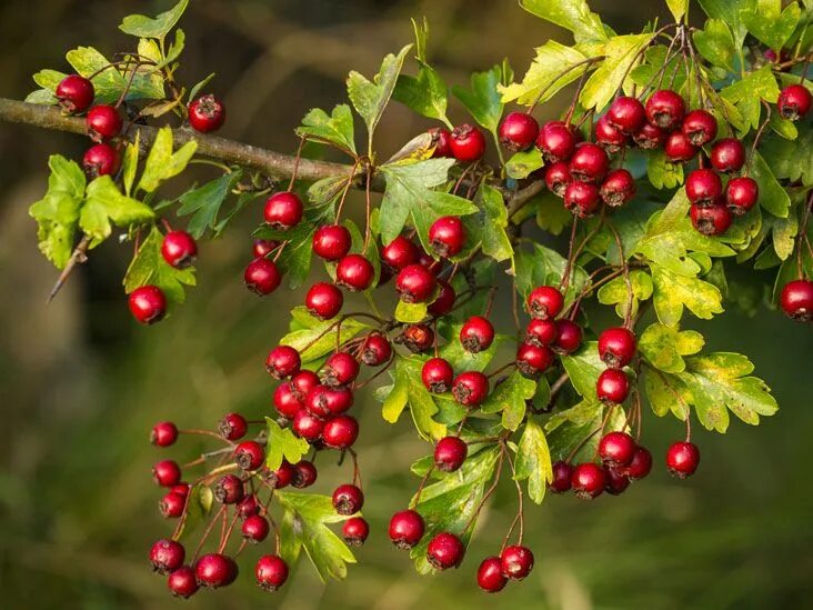Лесной боярышник фото Hawthorn ( Crataegus spp .) is medicine for the heart on all levels. Indigenous 