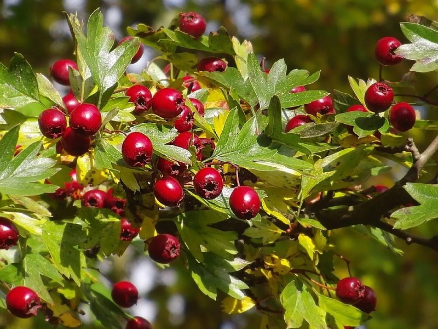 Лесной боярышник фото Боярышник (С2). Crataegus