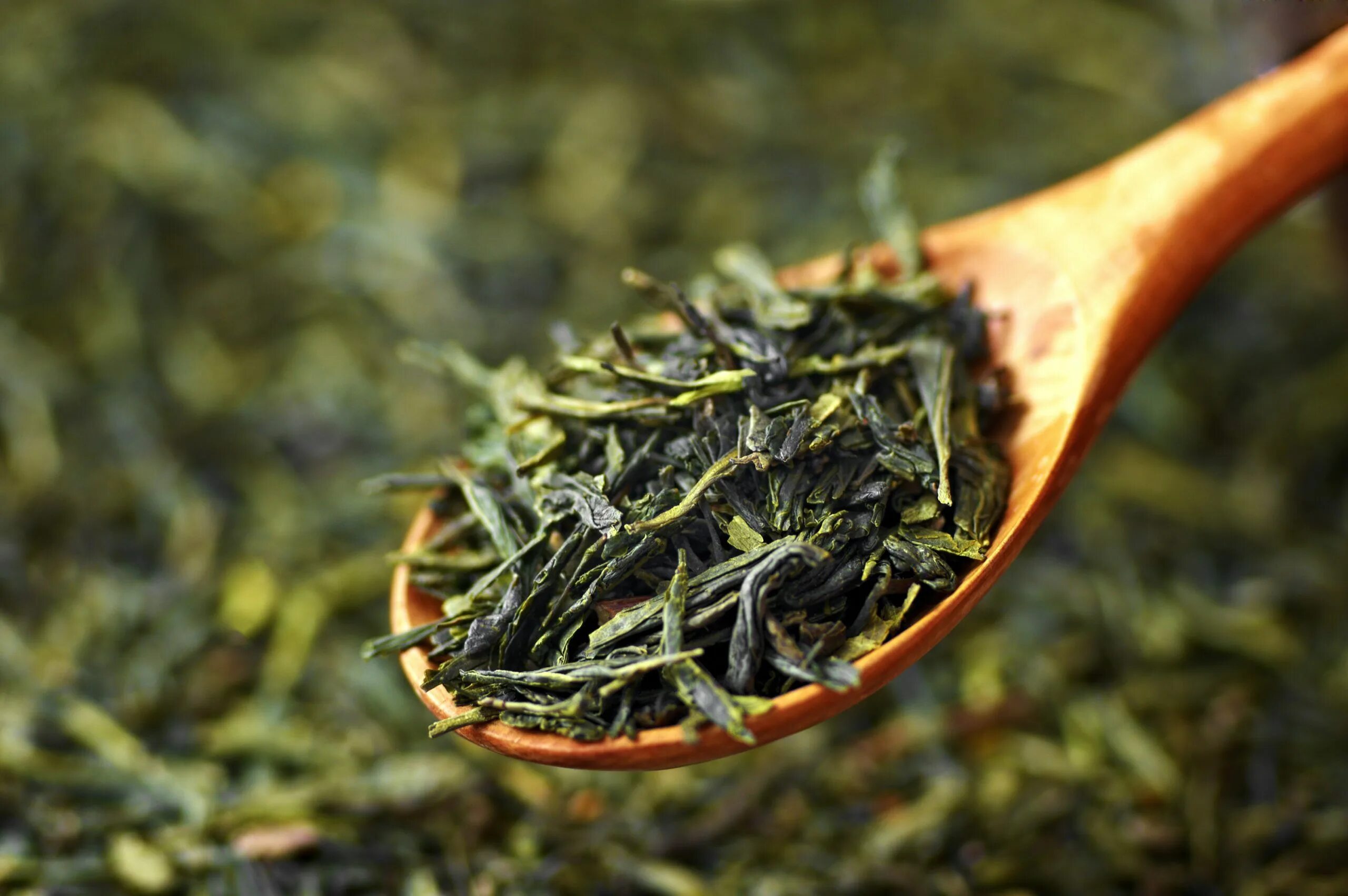 Лесной чай фото Green tea compound may be a powerful weapon against cancer - Earth.com