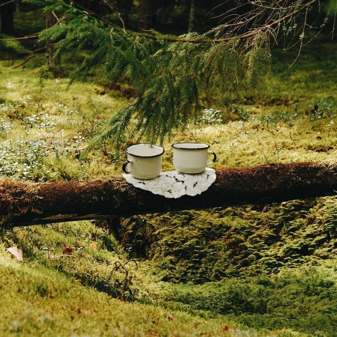 Лесной чай фото Pin on Уютное & Коты Over the garden wall, Life is beautiful, Adventure travel