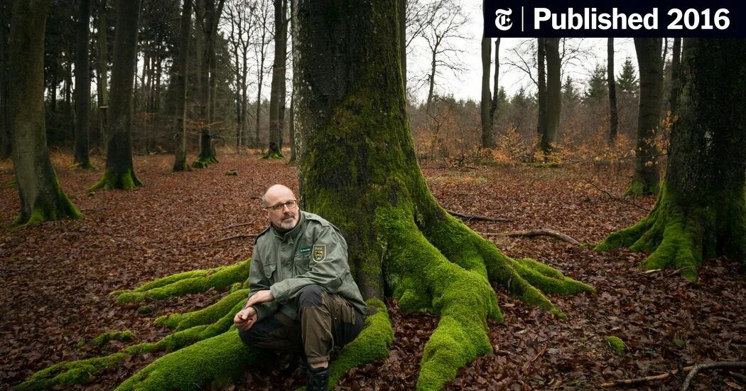 Лесной человек фото German Forest Ranger Finds That Trees Have Social Networks, Too - The New York T