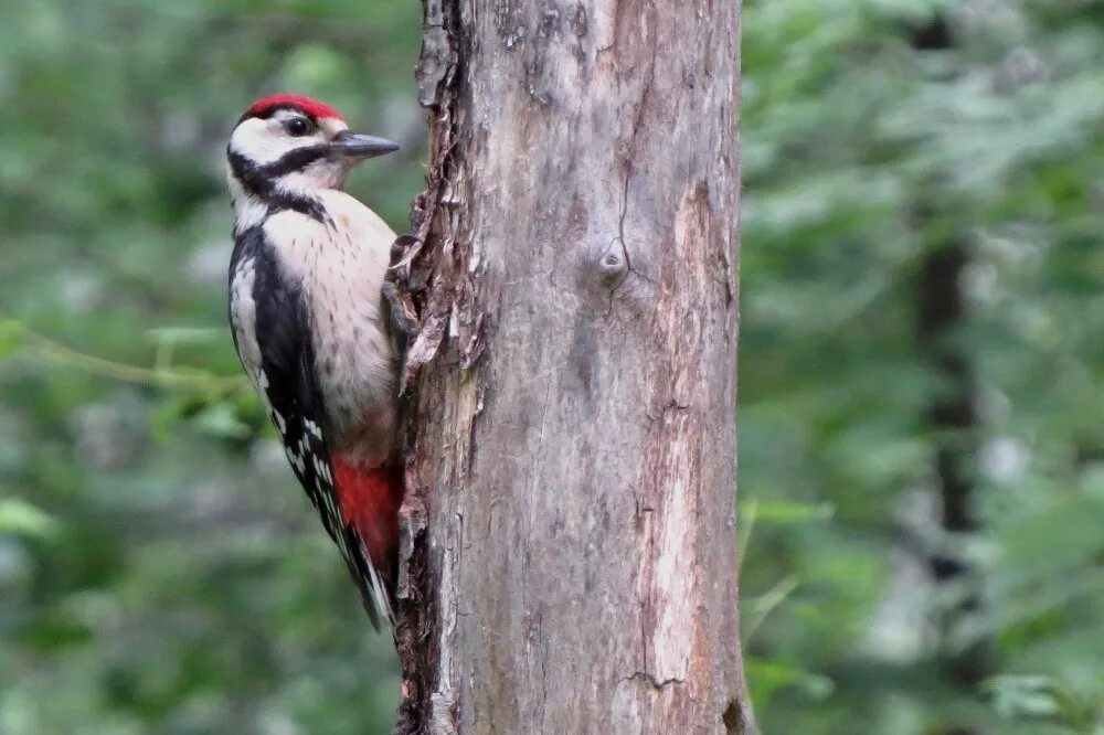 Лесной дятел фото Great Spotted Woodpecker (Dendrocopos major). Birds of Siberia.