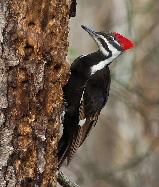 Лесной дятел фото File:Pileated Woodpecker (9597212081), crop.jpg - Wikipedia