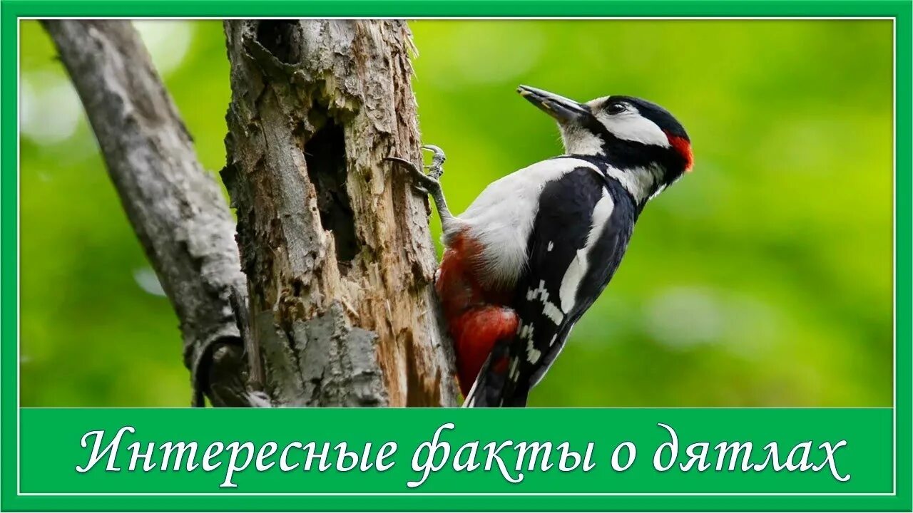Лесной дятел фото Интересные факты о дятлах - YouTube