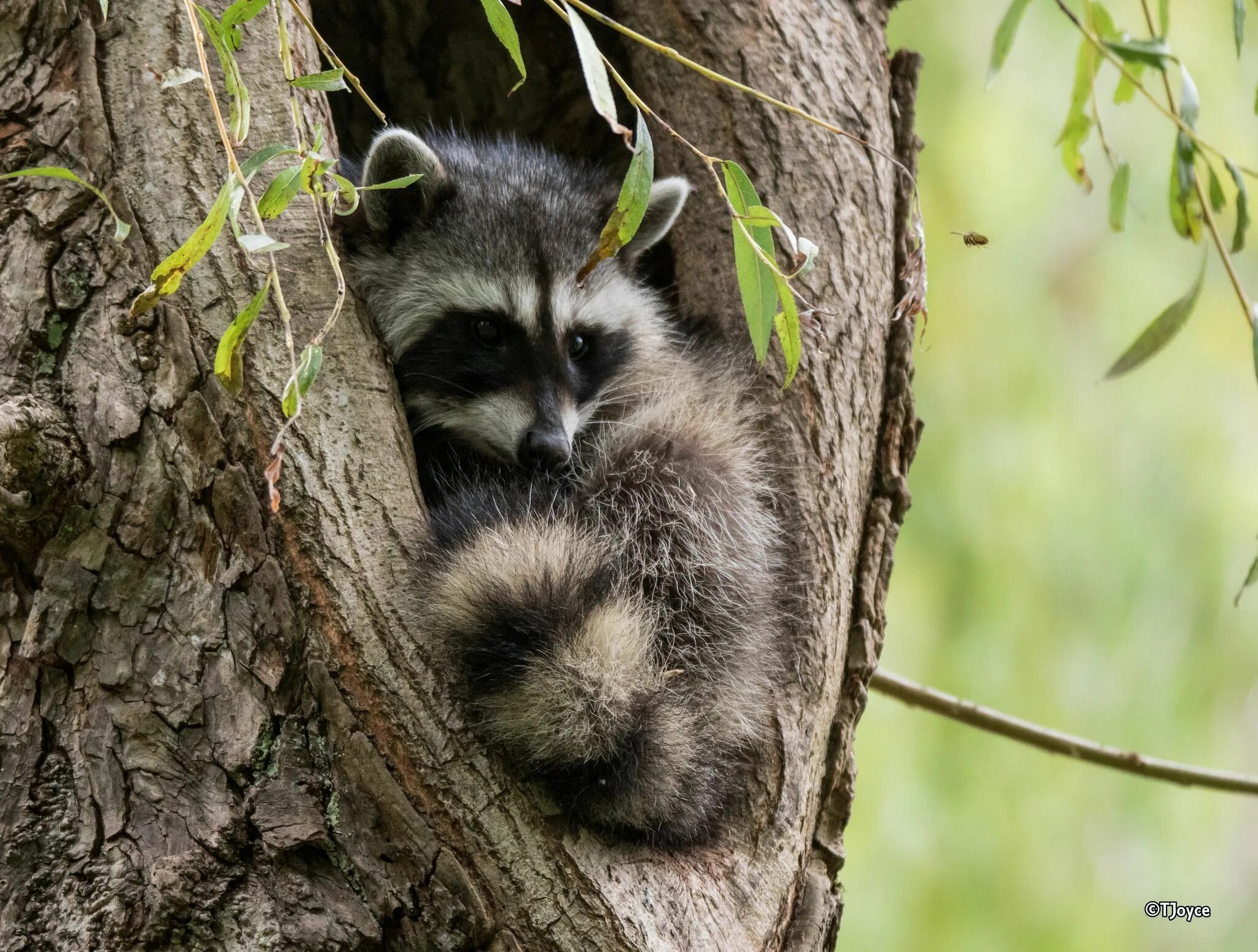 Лесной енот фото h Buzz Off Out for a hike the other day and spotted a baby racoon tail in a tree