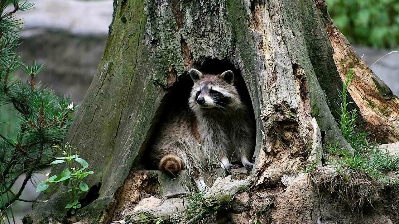 Лесной енот фото Енот на дереве акварелью - купить по низкой цене на Яндекс Маркете