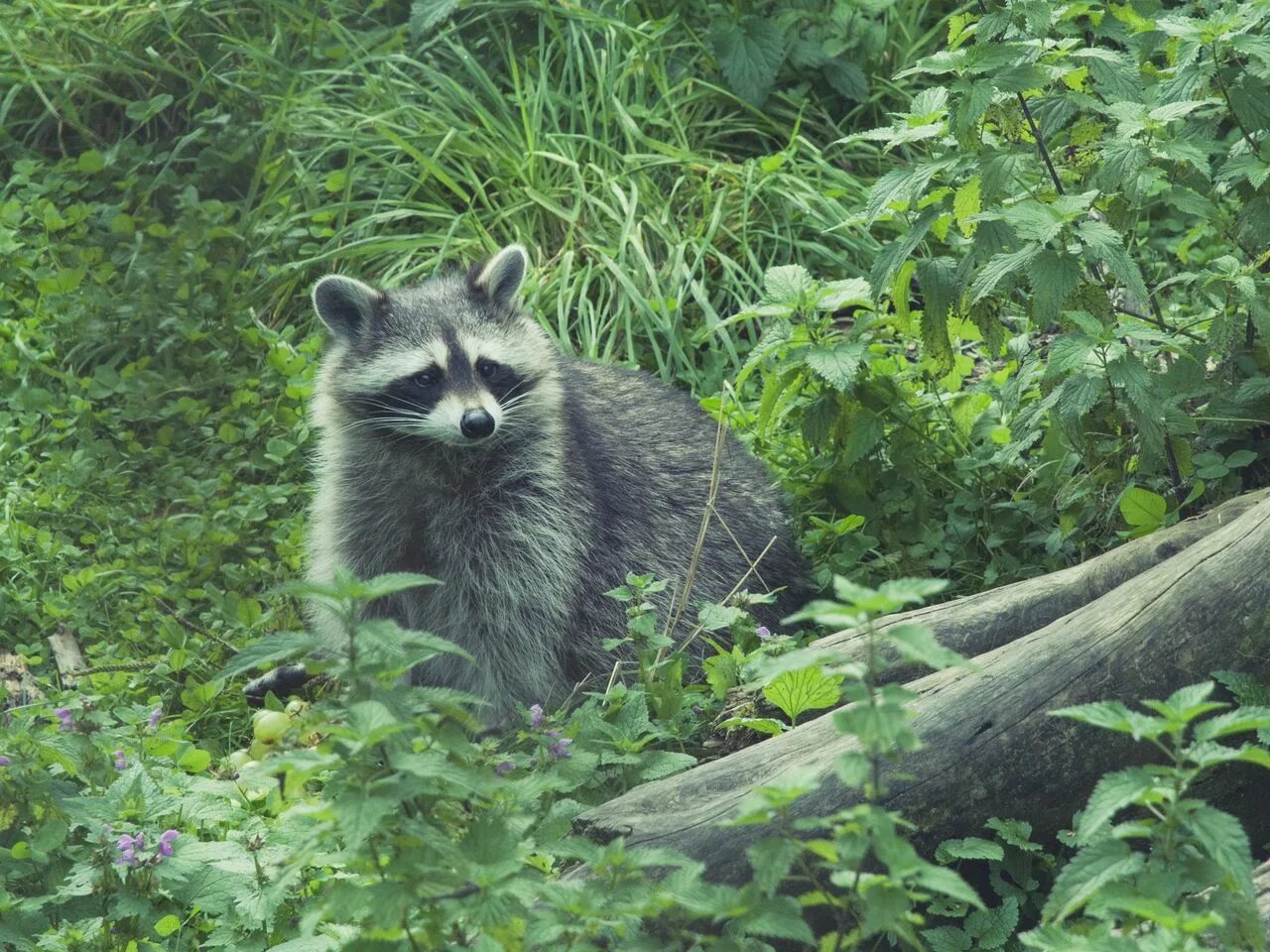 Лесной енот фото Download wallpaper 1280x960 raccoon, forest, grass standard 4:3 hd background