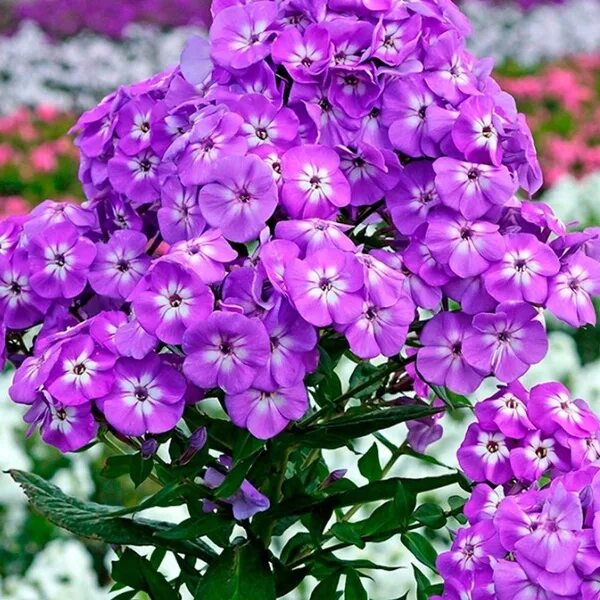 Лесной флокс многолетний фото Клубни Флоксы Holland Bulb Market купить по выгодной цене в интернет-магазине OZ