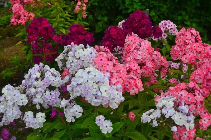 Лесной флокс многолетний фото Phlox how to care for them. Phlox varieties