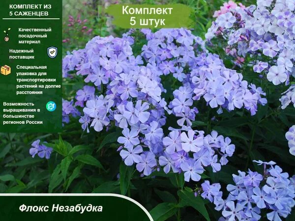 Лесной флокс многолетний фото Саженец,5шт - купить с доставкой по выгодным ценам в интернет-магазине OZON (127
