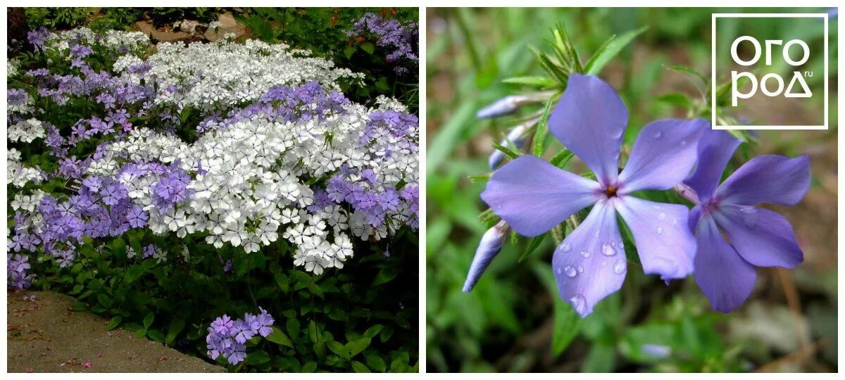 Лесной флокс многолетний фото Популярные виды и сорта многолетних флоксов Perennials, Garden, Plants