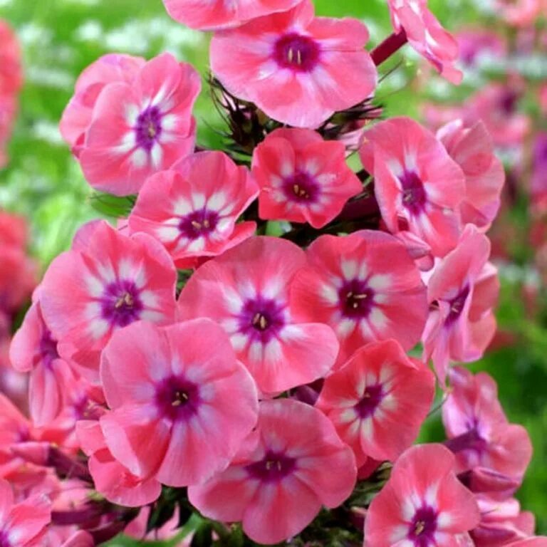 Лесной флокс многолетний фото Флокс метельчатый Модерн Арт/Phlox paniculata Modern Art Р1,5, шт - Амрита