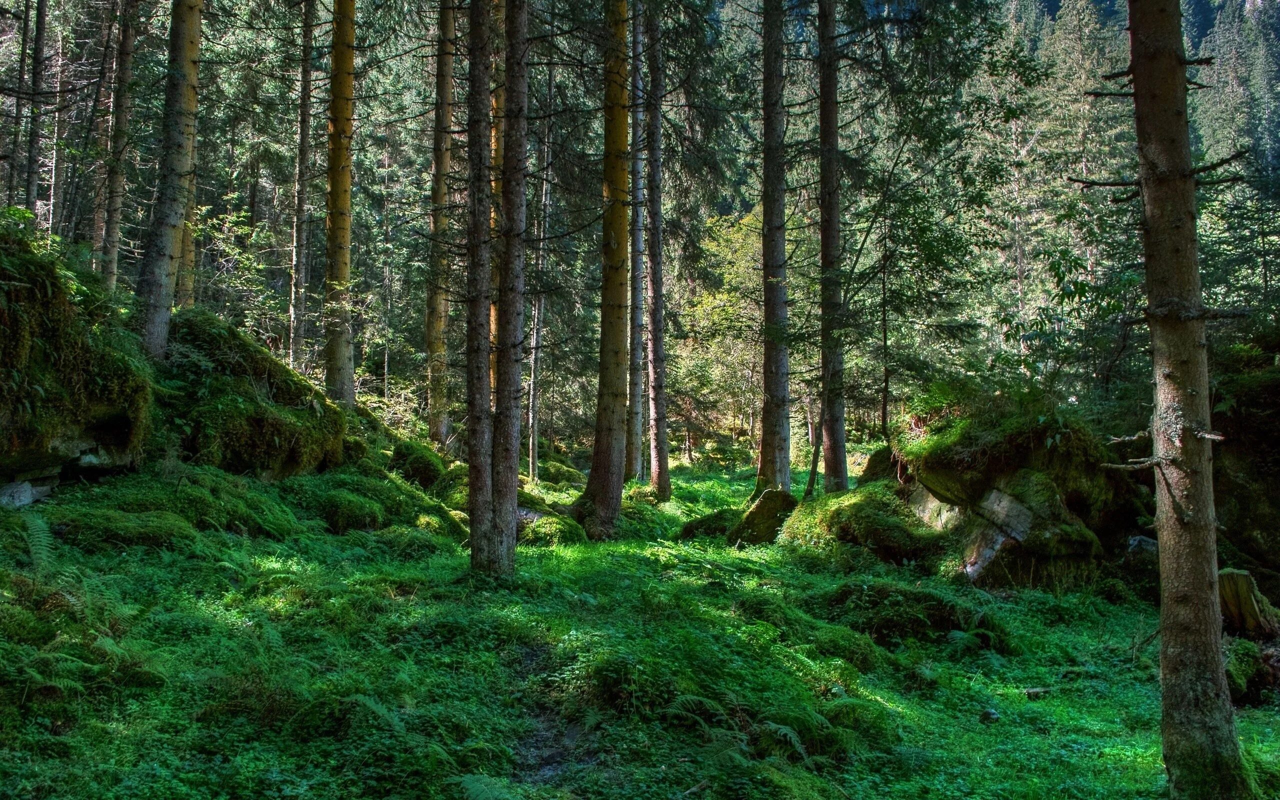 Лесной фото Wallpaper : landscape, nature, green, spruce, wilderness, jungle, rainforest, tr