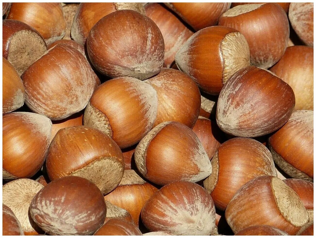 Лесной фундук фото Фундук в скорлупе 500 гр. NUTS365 - купить в интернет-магазине по низкой цене на