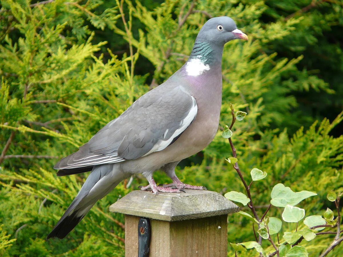Лесной голубь фото Common wood pigeon - Wikipedia