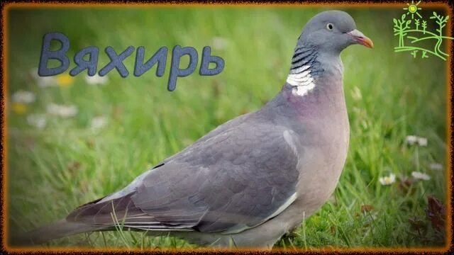 Лесной голубь фото и описание Голоса птиц Как поёт Вяхирь (Columba palumbus).mp4 - смотреть видео онлайн от "М