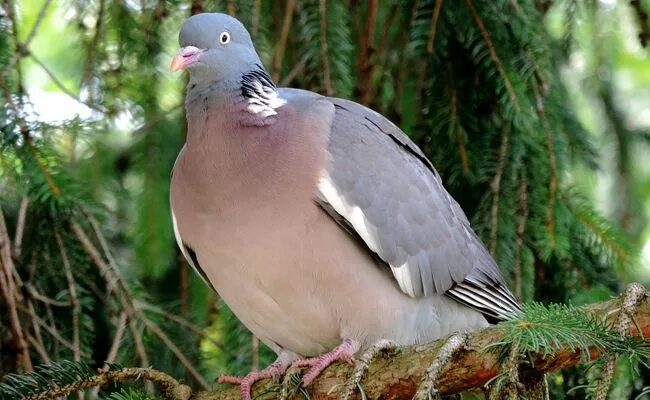 Лесной голубь фото и описание Le pigeon ramier (Columba palumbus) ou Palombe Oiseaux de france, Pigeon ramier,